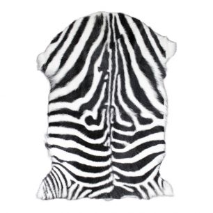 Fur goat zebra (capra aegagrus hircus)*